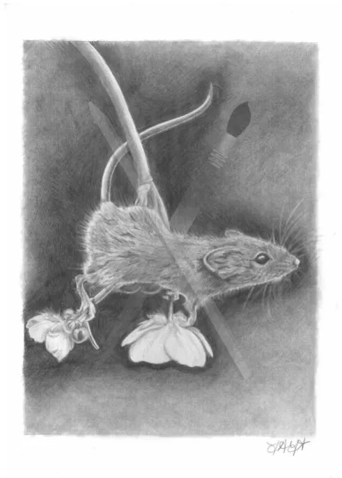 Pucker Up Buttercup, a pencil drawing of a field mouse beside buttercup flowers