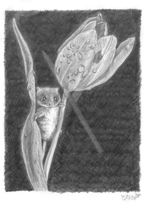 Truly Tulip, a pencil drawing of a small field mouse sheltering beside a tulip