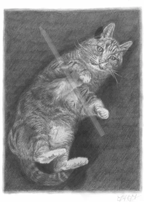 Commissioned Pet Portrait, a detailed pencil drawing of a cat lying on its back