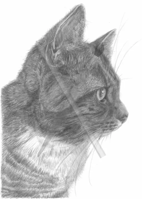 Commissioned Pet Portrait, a detailed pencil drawing of a cat seen in profile