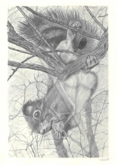 Hangin’ Out, a detailed pencil drawing of two squirrels among tree branches