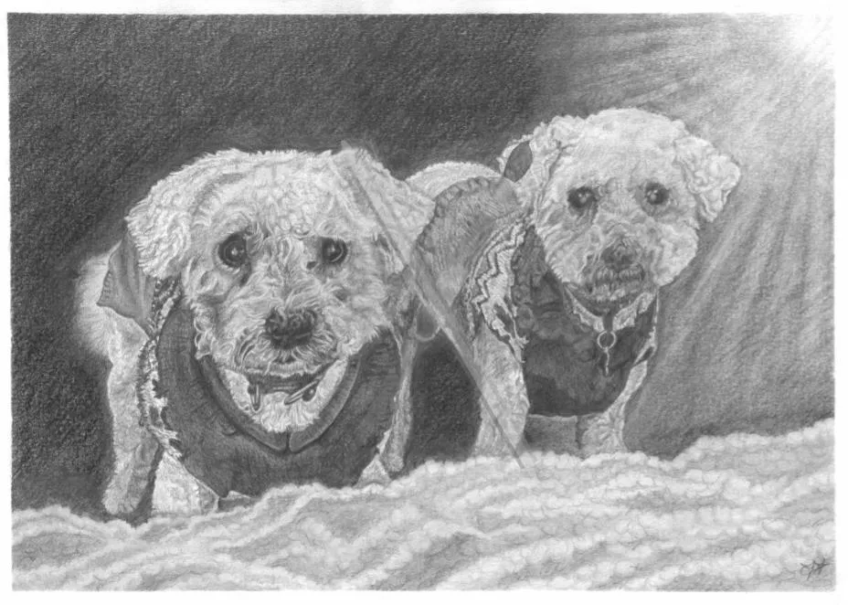 Commissioned Pet Portrait, a detailed pencil drawing of two small dogs sitting together