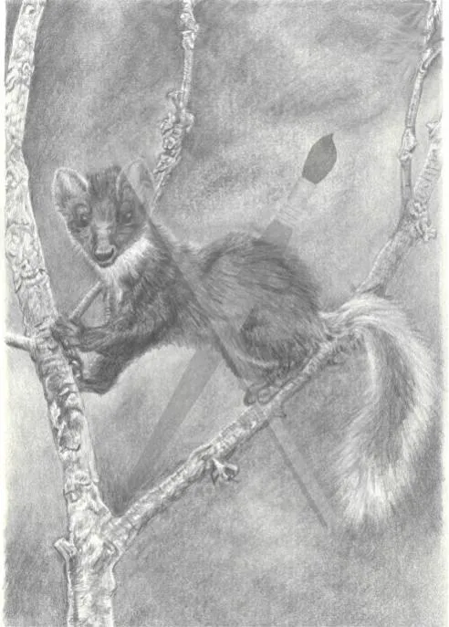Branched, a detailed pencil drawing of a tree marten balanced among branches